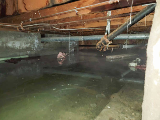 Best Fire Damage Restoration  in New Port Richey, FL