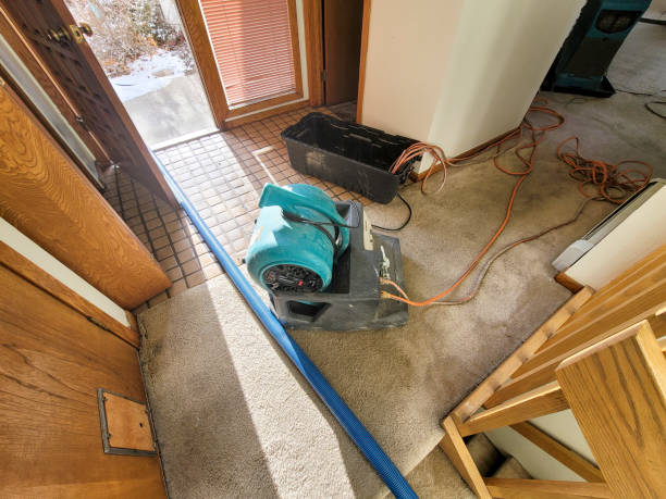 Best Local water damage restoration  in New Port Richey, FL